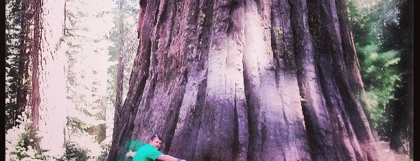 Mariposa Grove of Giant Sequoias is one of West Trip 2014.