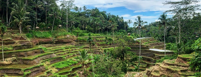 The Natural Terrace Rice is one of Tempat yang Disukai Cemalettin.