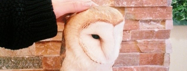 LUCKY OWL 幸運のフクロウ is one of To Eat and Do in Osaka.