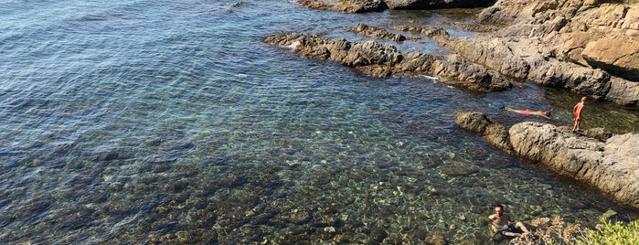 Calanque des Corailleurs is one of IDEAL pines + water.