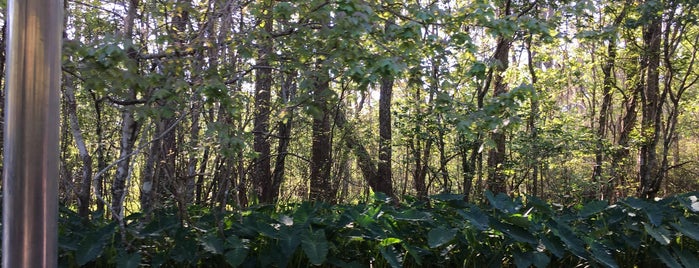 Dr. Wagner's Honey Island Swamp Tour is one of Lieux qui ont plu à Flavia.