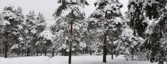 Vabaduse park is one of Great Outdoors in Tallinn.