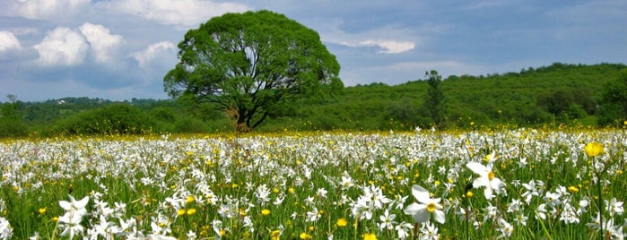 Долина нарцисів / Narcissus Valley is one of Ukraine. Україна.