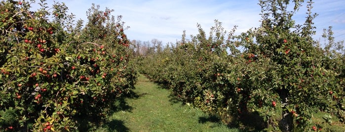 Hurd's Family Farm is one of Apple Picking.