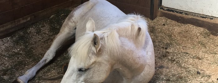 Chastain Horse Park is one of Summer adventures 2013.