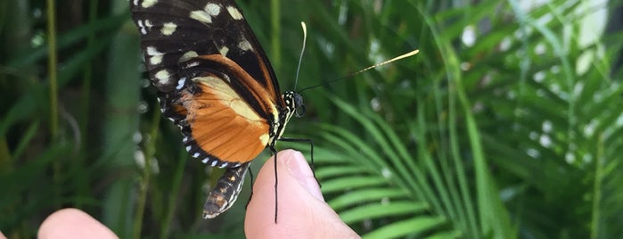 Butterfly World is one of Family Adventures Around Ft Lauderdale.