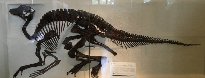 American Museum of Natural History is one of Posti che sono piaciuti a Thelocaltripper.