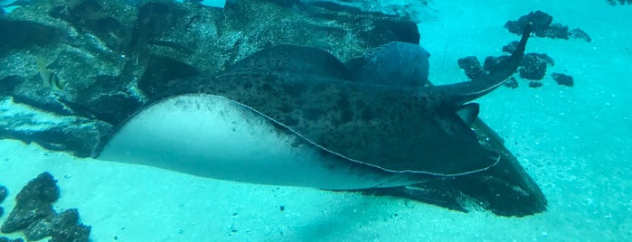 Georgia Aquarium is one of Locais curtidos por Thelocaltripper.