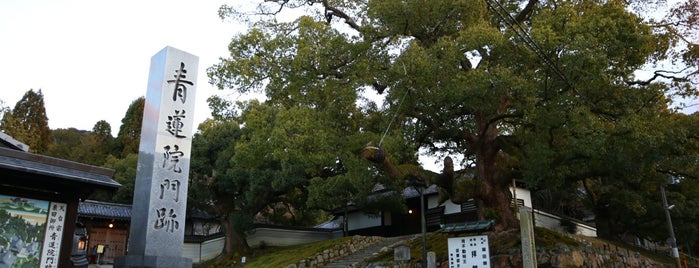 青蓮院のクスノキ is one of 京都おいしい場所.