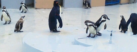 Shima Marineland is one of ペンギンがいるスポット.