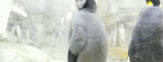 アドベンチャーワールド is one of ペンギンがいるスポット.