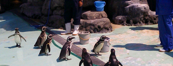 上越市立水族博物館 is one of ペンギンがいるスポット.