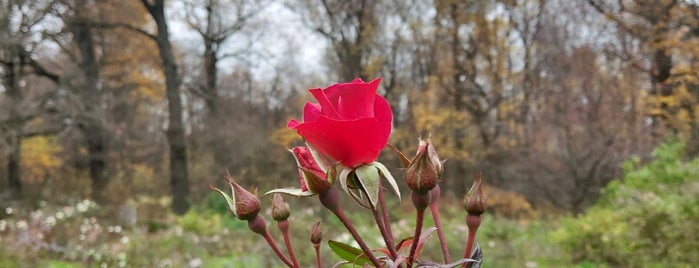 Розарий is one of Парки.