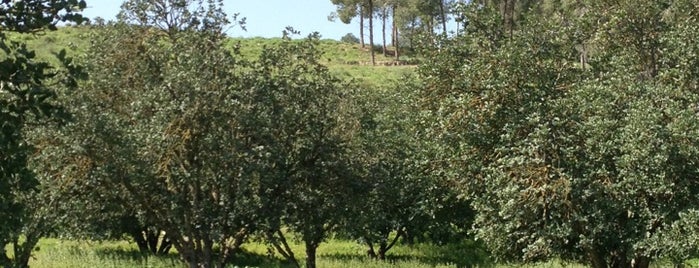 יער המלאכים is one of Best picnic spots in Israel.