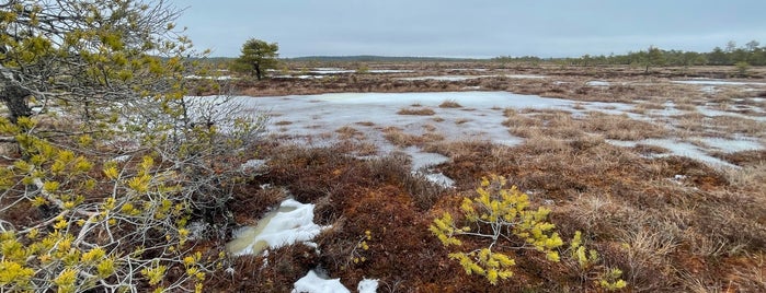 Torronsuo National Park is one of Mikko's Saved Places.