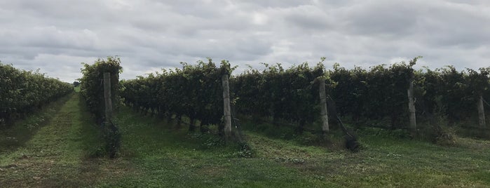 Roanoke Vineyards is one of Long island wineries.