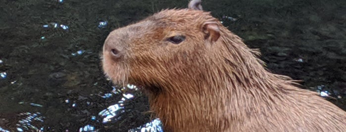 Rainforest Falls is one of Must-visit spots at the Buffalo Zoo.