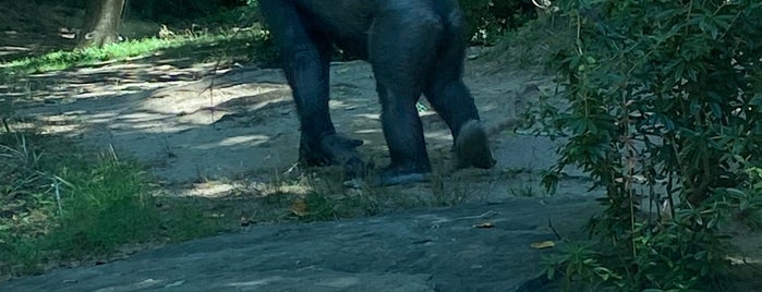 Congo Gorilla Forest is one of Bronx Zoo.