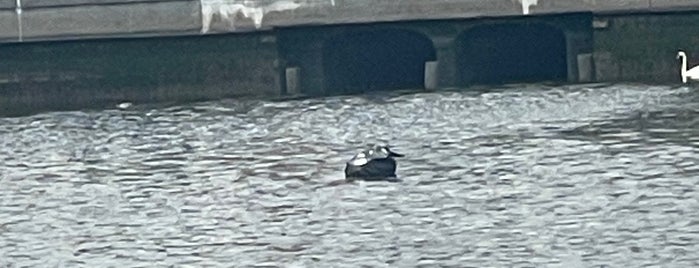 Sheepshead Bay Piers is one of BK All Day.