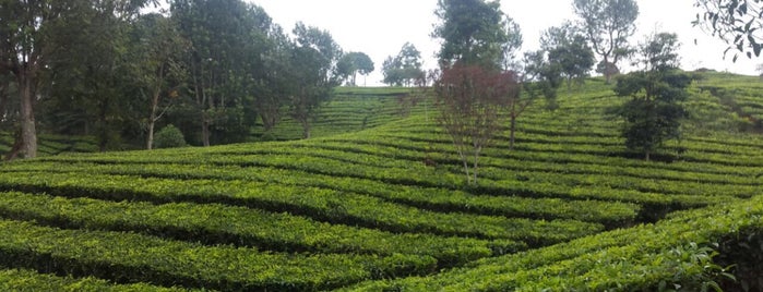 Kebun Teh Ciater is one of Guide to Subang's best spots.
