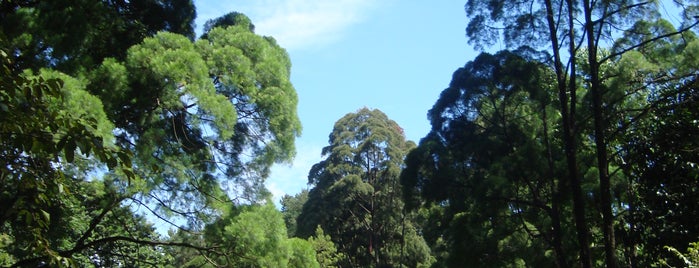 Bogor Botanical Gardens is one of Buitenzorg.