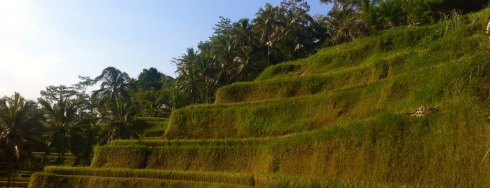 Tegallalang Rice Terraces is one of Bali Trip.