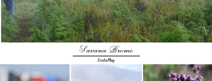 Bromo Savanna is one of Bromo-Batu-Malang Trip 2017.