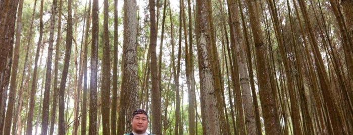 Hutan Pinus is one of Ngayogyakartahadiningrat.