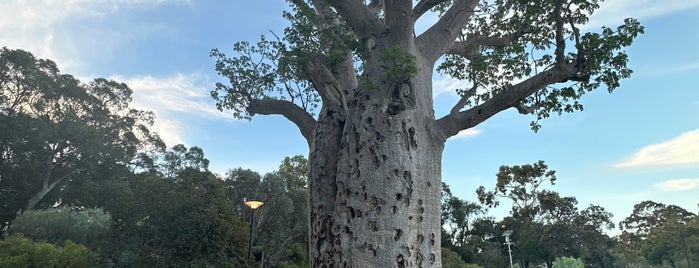 Gija Jumulu (Boab Tree) is one of Pret(a)h.