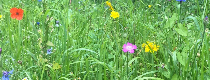 Tuinderij Land En Boschzigt is one of Buitenplaatsen 's-Graveland.