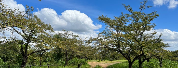 こども自然公園 桜山 is one of fou : понравившиеся места.