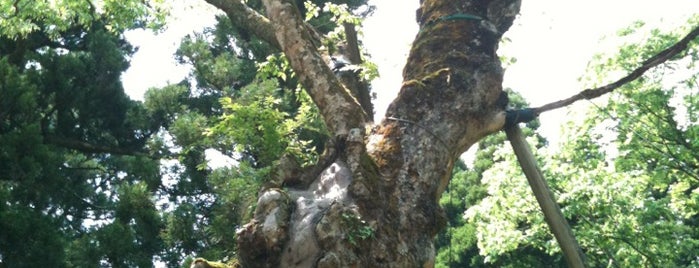 浅井神社 is one of 式内社 越中国.