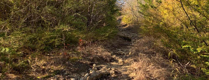 Tandy Hills Park is one of parks.