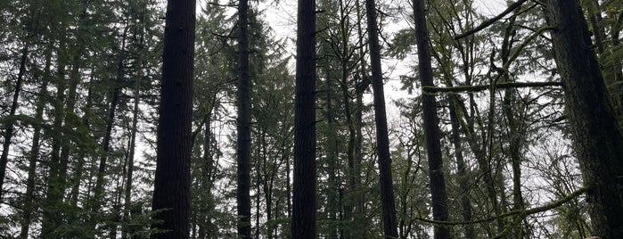 Forest Park - Wildwood Trail is one of Lieux sauvegardés par Caity.