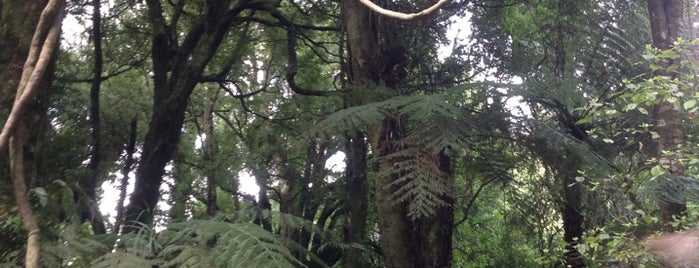 Maungatautari Ecological Reserve is one of Ben’s Liked Places.