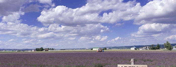 Farm Tomita - Lavender East is one of Furano Biel.