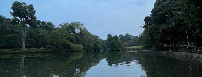 Swan Lake is one of Singapore Botanic Gardens.