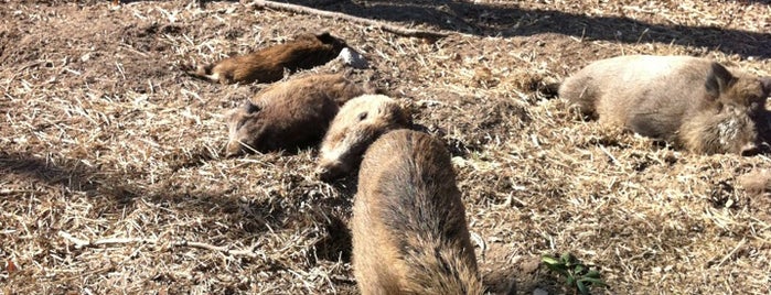 Wildpark Dünnwald is one of Jens 님이 좋아한 장소.