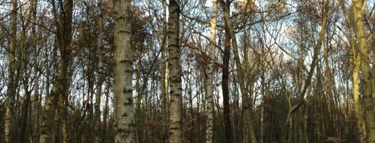 Blean Wood is one of Wood"Forest"meditazione_ Kent/East SusseX.