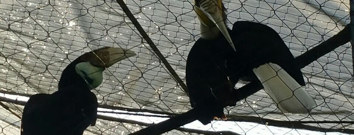 Jacksonville Zoo Wrinkled Hornbill is one of Posti che sono piaciuti a Lizzie.