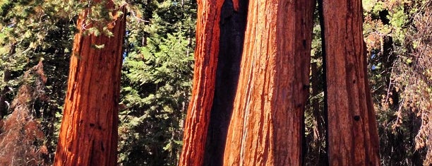 Sequoia National Forest is one of National Recreation Areas.