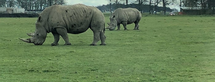 Knowsley Safari is one of UK Zoo's.