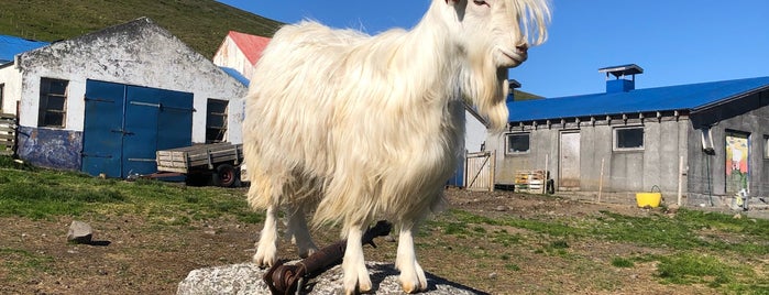 Icelandic Goat Centre is one of Easeland.