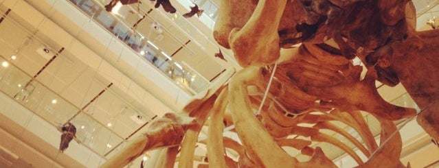 MUSE - Museum of Science is one of we kindly recommend to visit...