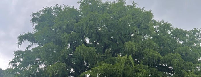 장수동 은행나무 is one of nature투고.