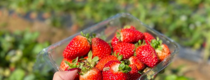 Sunny Ridge Strawberry Farm is one of MEL 🇦🇺.