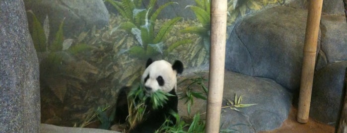 Memphis Zoo China (Pandas) is one of Orte, die Inna gefallen.