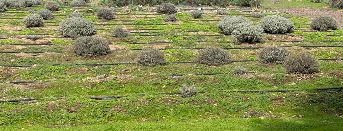 Clairmont Lavender Farm is one of Santa Ynez Valley.