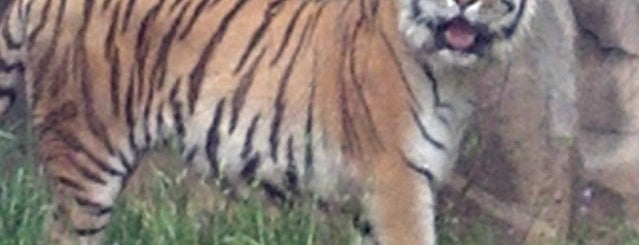 Tiger Exhibit is one of สถานที่ที่ Lizzie ถูกใจ.