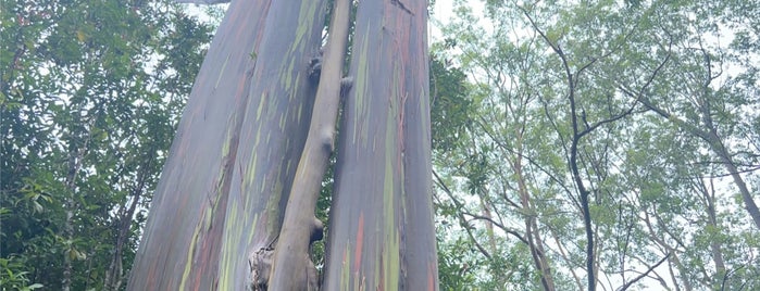 Painted Trees is one of Mauimoon.